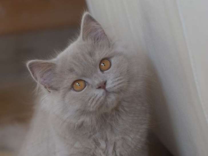Vente d’un chaton British Longhair femelle de couleur chocolat (LOOF)