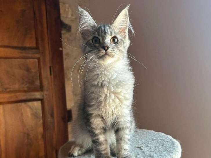 À vendre : chatons Maine Coons (LOOF)
