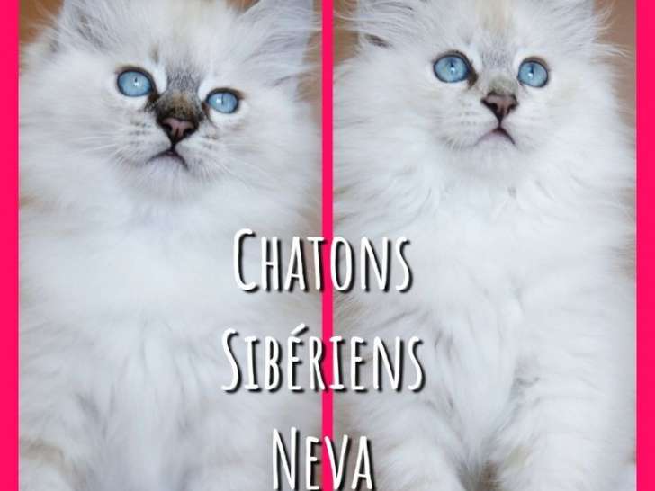 À réserver : chatons Sibériens femelles (LOOF)