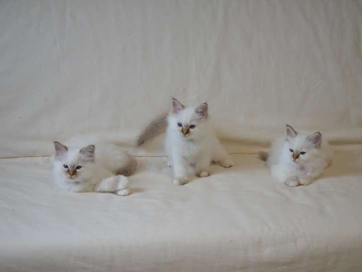 Les Trois Chatons
