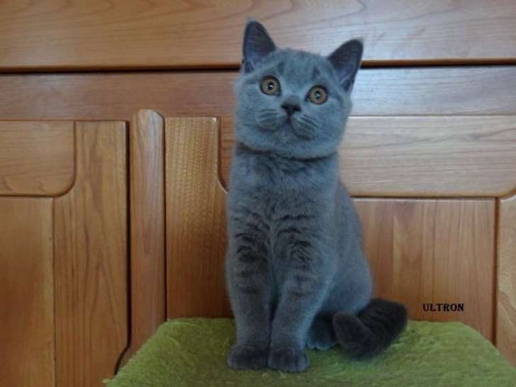 Vente d’un chaton British Shorthair bleu (LOOF)