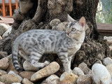 Chaton Bengal mâle silver à rosette noires (LOOF), à vendre