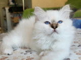 Chatons Sacré de Birmanie à vendre