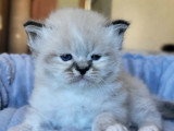 Chatons Sacré de Birmanie à vendre