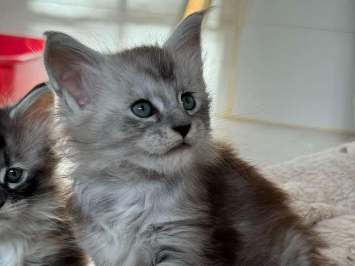 Chatons Maine Coon LOOF de gros gabarit à vendre