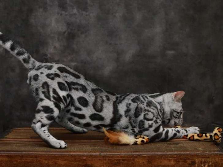 Vente d’un chat Bengal silver mâle âgé d’un an et 3 mois (LOOF)