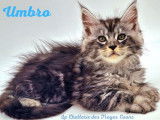 R&eacute;servation de chatons Maine Coons (LOOF)