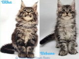 R&eacute;servation de chatons Maine Coons (LOOF)