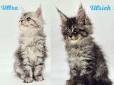 R&eacute;servation de chatons Maine Coons (LOOF)