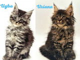 R&eacute;servation de chatons Maine Coons (LOOF)