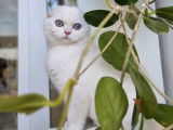 Chaton Scottish Fold LOOF