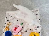 Chaton Scottish Fold LOOF