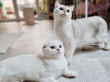 Chaton Scottish Fold LOOF