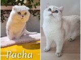 Chaton Scottish Fold LOOF