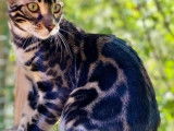 Vente d’un chaton Bengal mâle de robe charcoal à rosettes (LOOF)