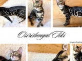 Vente d’un chaton Bengal mâle de robe charcoal à rosettes (LOOF)