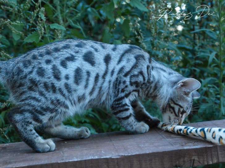 À réserver : chaton Bengal mâle silver (LOOF)