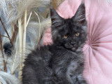 R&eacute;servation de chatons Maine Coons (LOOF)