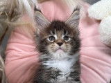 R&eacute;servation de chatons Maine Coons (LOOF)