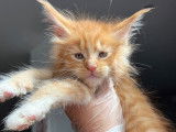 R&eacute;servation de chatons Maine Coons (LOOF)