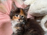 R&eacute;servation de chatons Maine Coons (LOOF)