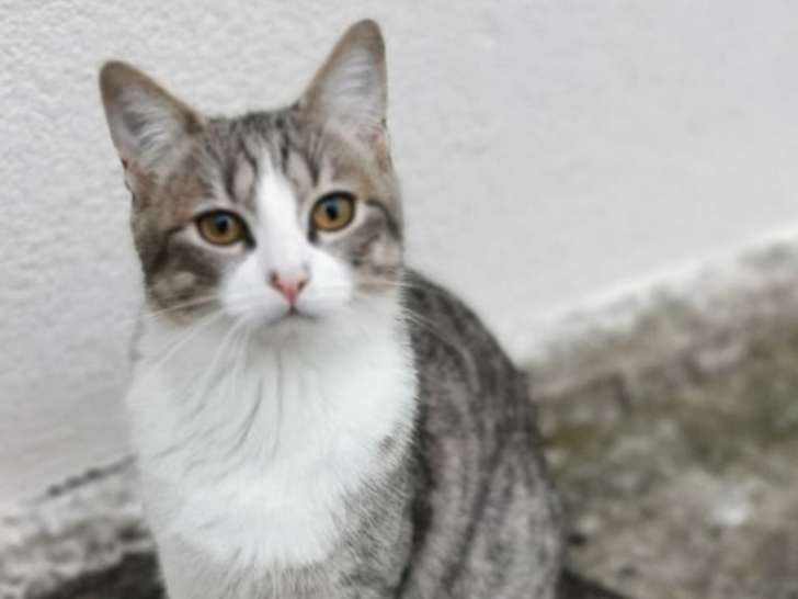 Django, chat à adopter