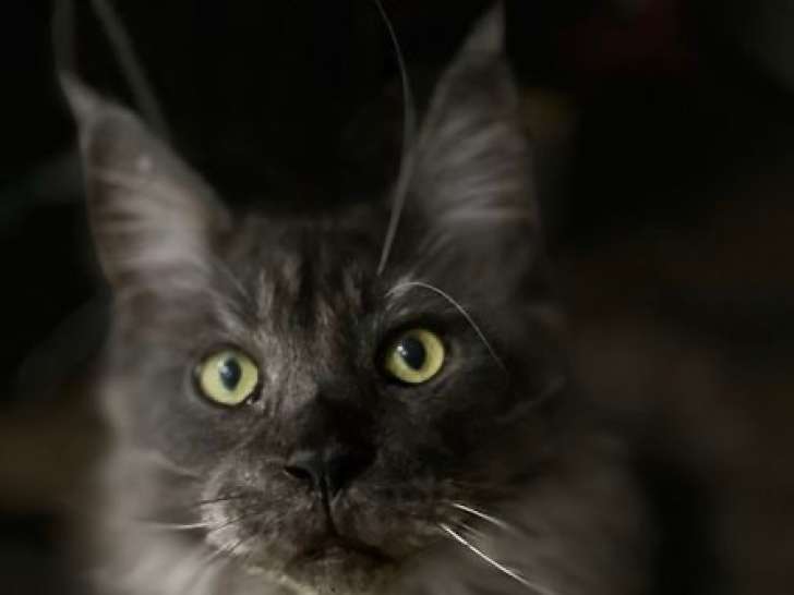 Chats Maine Coon à donner