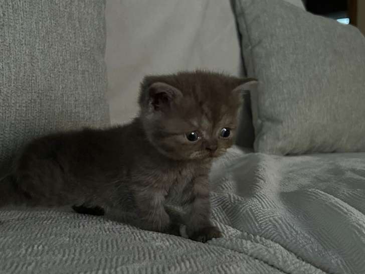 Chaton British Shorthair chocolat à vendre