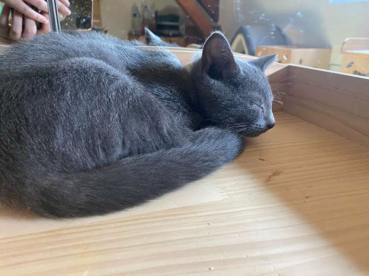 1 mâle Chartreux de 3 mois à vendre