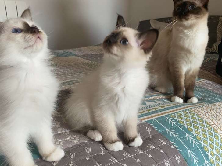 2 femelles Sacré de Birmanie LOOF à vendre