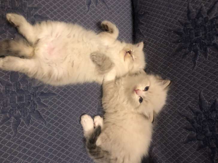 chaton dispo