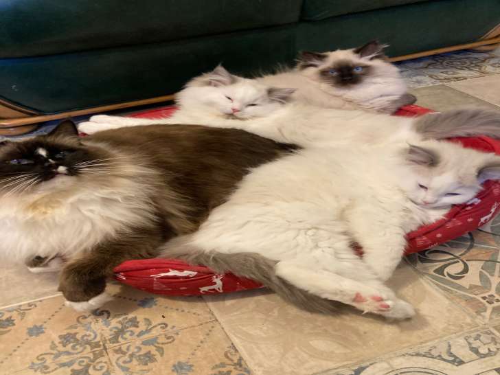Chaton Ragdoll LOOF à vendre