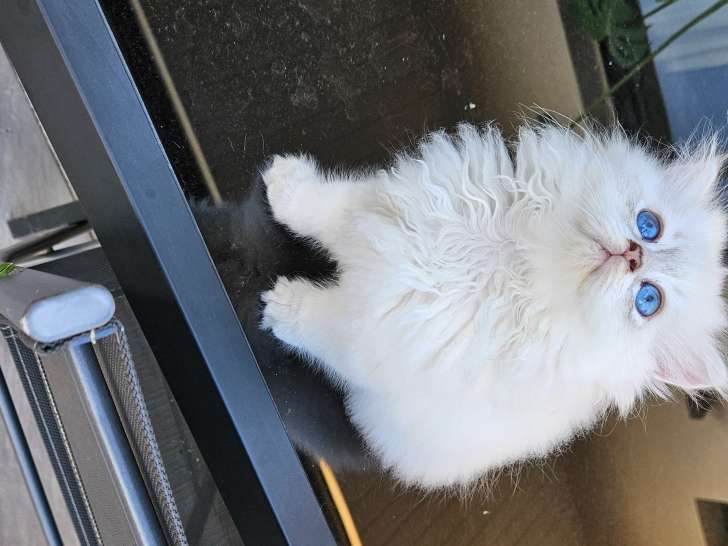 Chatons de race British Longhair à vendre (2 femelles)