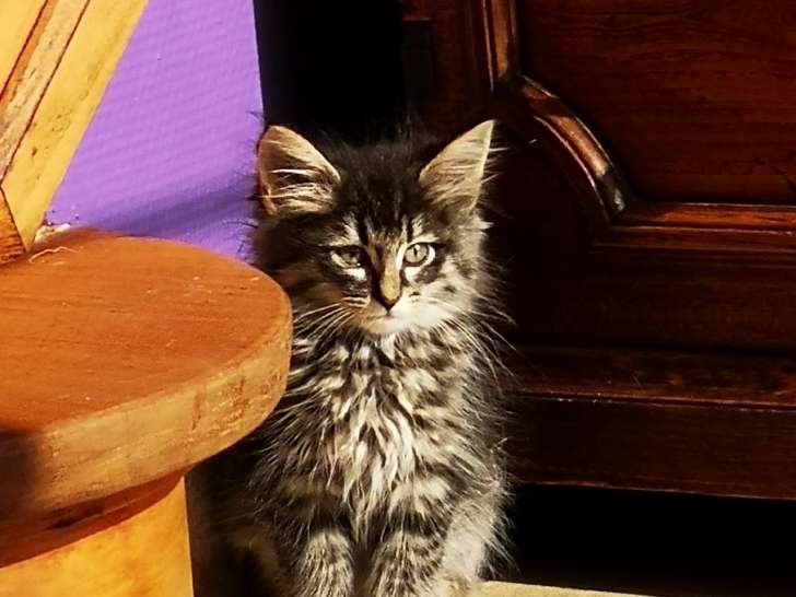 Chatons Norvégiens à réserver