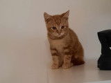 Chaton mâle roux à céder