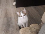 Chaton à adopter