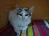Chaton à adopter