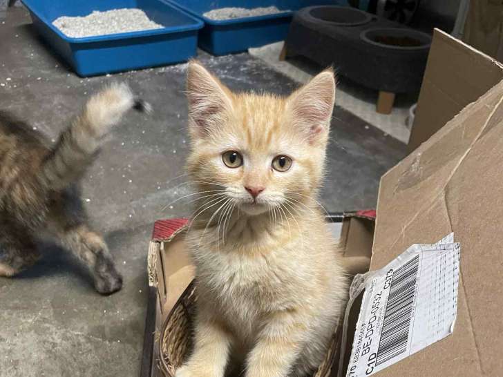 3 chatons tigrés à adopter