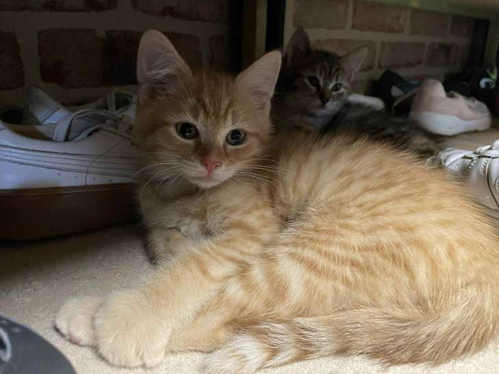 1 chaton roux à adopter