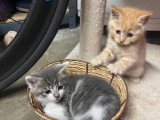 4 chatons à adopter