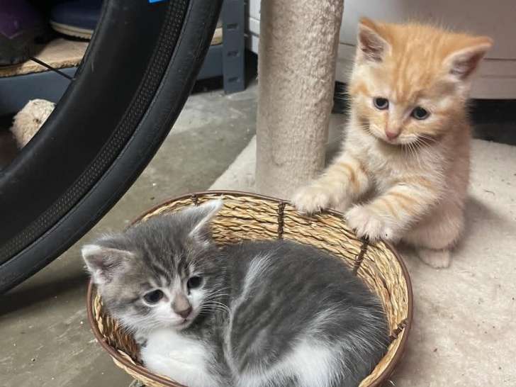 4 chatons à adopter