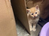 4 chatons à adopter