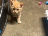 4 chatons à adopter