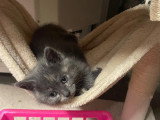4 chatons à adopter