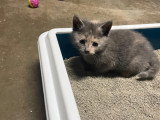 4 chatons à adopter