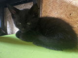 4 chatons à adopter