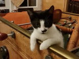 Chaton mâle noir et blanc à donner