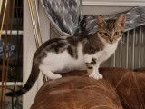 Chatonne disponible à l'adoption