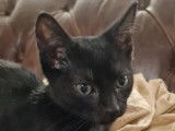 Chaton noir à donner