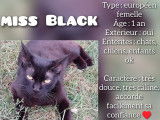 Chatte noire à adopter